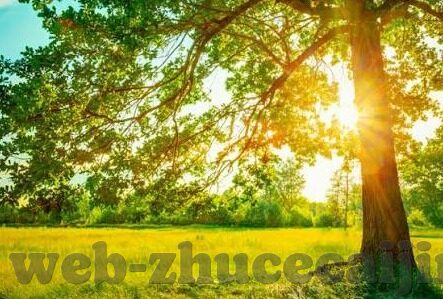 足球捷报比分直播-足球捷报比分直播，绿茵场上的实时心跳，全球球迷的激情纽带